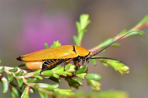 Cockroach with ootheca | Ellipsidion humerale (Tepper) Thank… | Flickr