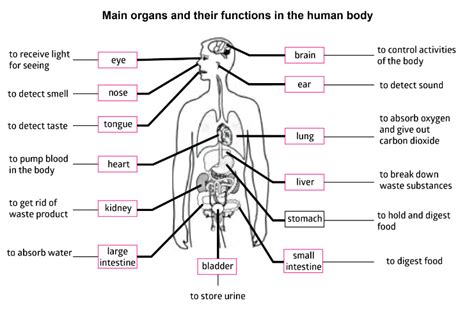 Organ Function :: FaceLine