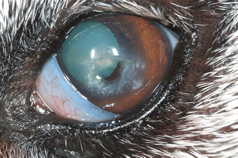 The Aging Canine Eye: What to Look for and How to Intervene