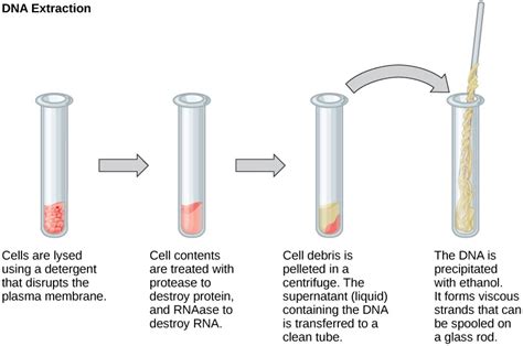 DNA Extraction - Methods And Steps