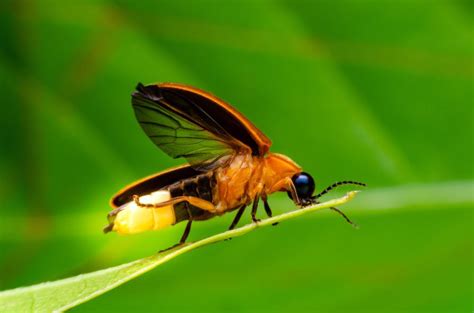 Wild Profile: Meet the firefly - Cottage Life