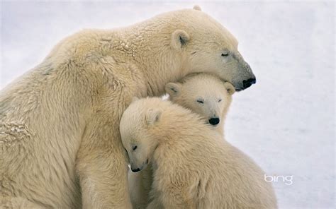 Polar bears cuddling-June 2013 Bing wallpaper Preview | 10wallpaper.com