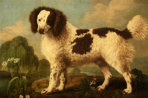 8 Extinct Dog Breeds You Didn't Know Existed | Reader's Digest