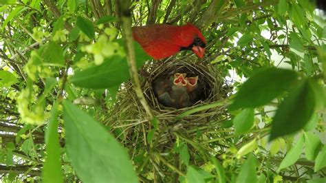 Where Do Cardinals Nest? [Nesting Habits & Facts] - Birdwatching Buzz