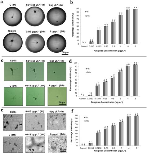 In vitro antifungal efficacy of kunshi against spore germination of... | Download Scientific Diagram