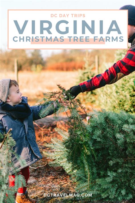 25+ Beautiful Cut Your Own Christmas Tree Farms In Virginia