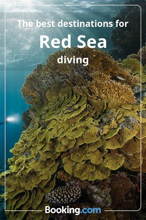 The best destinations for Red Sea diving | Booking.com | Sea diving ...