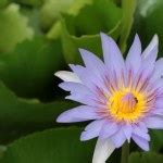 Waterlily or lotus flower Stock Photo by ©fotoall 28944097