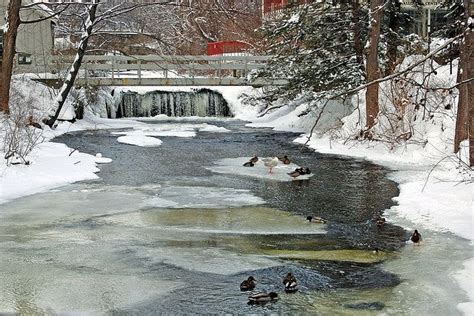 I know this place. As a kid, I'd come to this farm to feed the ducks ...