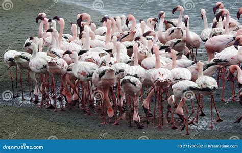 Pink Flamingos in Lagoon, Walvis Bay, Namibia Stock Photo - Image of ...