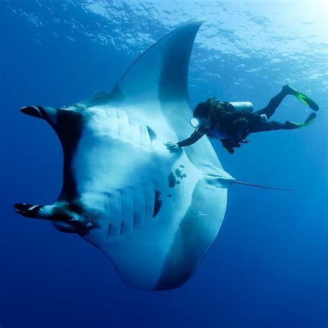 The 25+ best Manta Ray ideas on Pinterest | Underwater life, Eagle ray and Water life