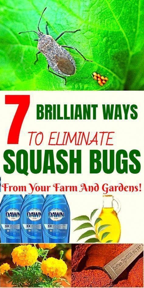 Squash bugs are annoying pests that destroy squash and pumpkin plants. Here are 7 smart ways to ...