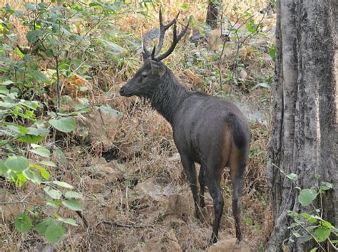 Wildlife in Himachal Pradesh - HubPages