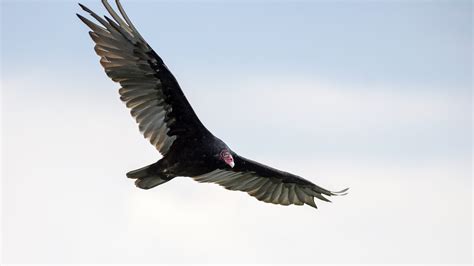 Thousands of turkey vultures take flight along Lake Erie shoreline