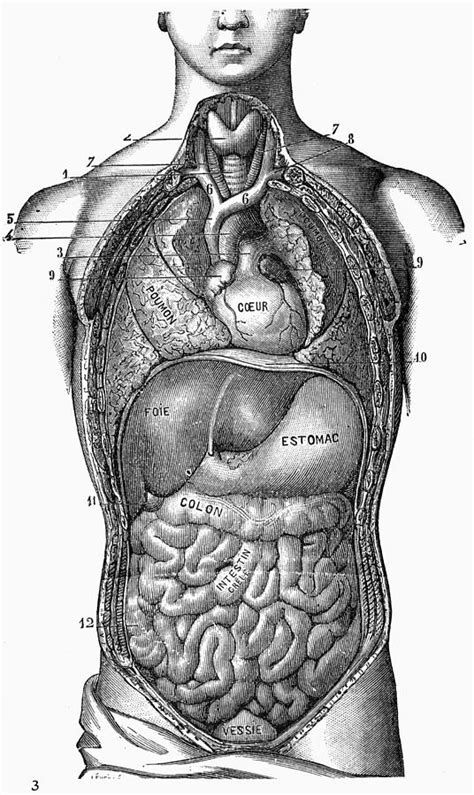 Anatomy Of Torso Diagram