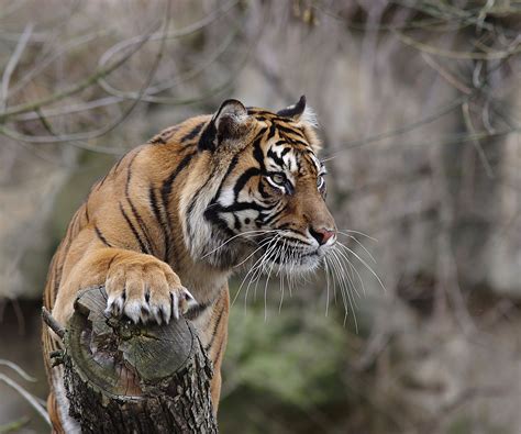 Malaysian tiger | Malayan tiger, Tiger, Cats outside