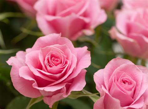 What are the Different Types of Heirloom Flowers?