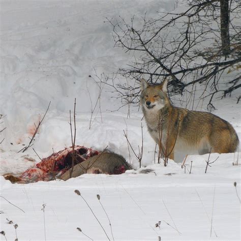 Coywolf Vs Coyote