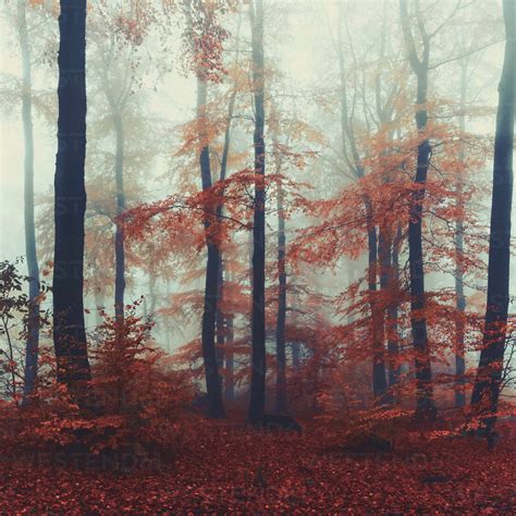 Beech trees in misty autumn forest at dawn stock photo