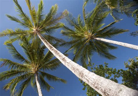 Free Stock photo of tall palm trees | Photoeverywhere