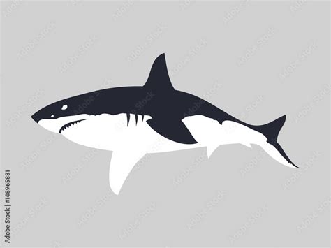 Great white shark vector illustration Stock Vector | Adobe Stock