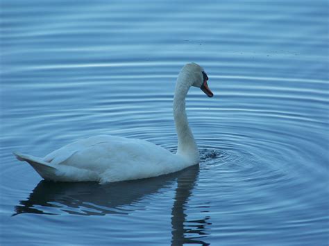 Free photo: Water dripping? - Animals, Birds, Feathers - Free Download - Jooinn