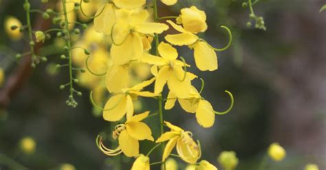 Free stock photo of The Indian laburnum