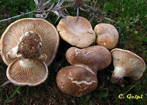 Pleurotus eryngii | SOCIEDAD MICOLÓGICA EXTREMEÑA