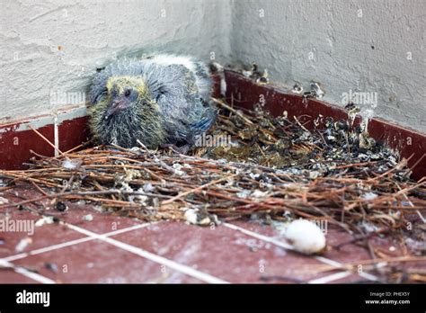 Baby racing pigeon in the nest near the bird egg on the balcony of a house Stock Photo - Alamy