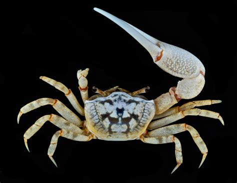 sand fiddler crab - museumplanetarium.org