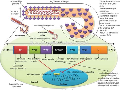 Ebola virus disarmed by excising a single gene - Popular Science and News - Science Forums