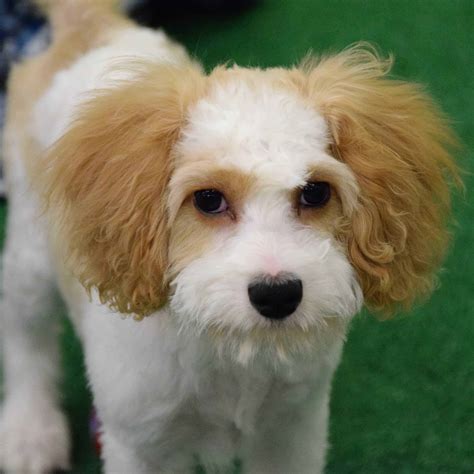 cavapoo-puppy-for-adoption-2 - Ridgewood Kennels II