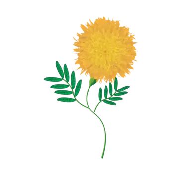 Marigold Yellow Flower Green Leaf Vector, Marigold, Yellow, Flower PNG ...