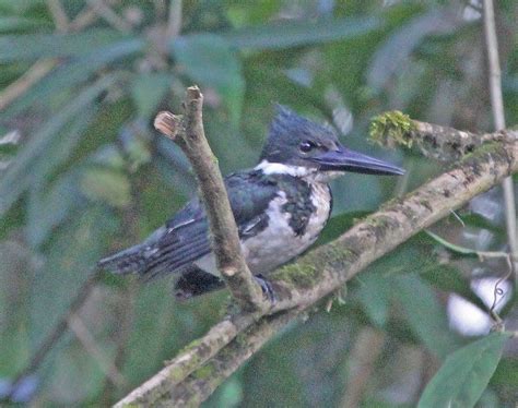 CR11_60D_0421a | Amazon KIngfisher on the Sarapiqui River bo… | Flickr