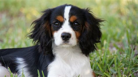 Cavalier King Charles Spaniel » Information, Pictures, & More