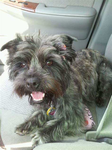 Ava's new haircut - Westie / Yorkie mix | Unique dog breeds, Yorkie mix ...