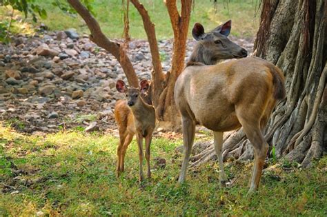 Premium Photo | Female blue bull or nilgai - asian antelope standing in ranthambore national ...