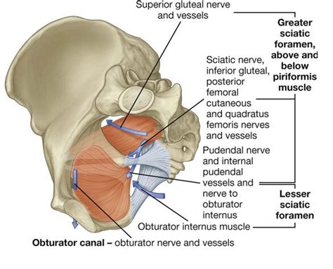 Sciatic Foramina — Human Anatomy