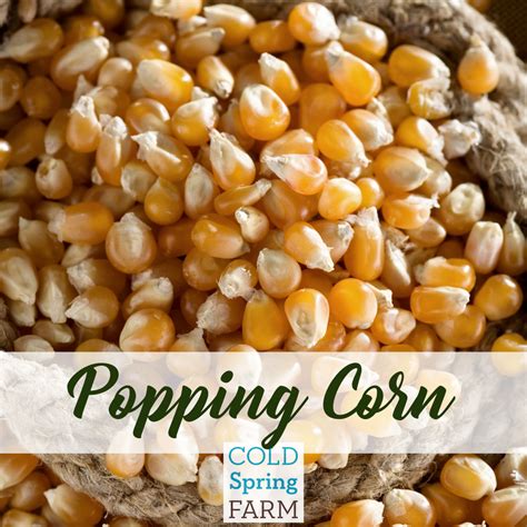 Popping Corn — Cold Spring Farm