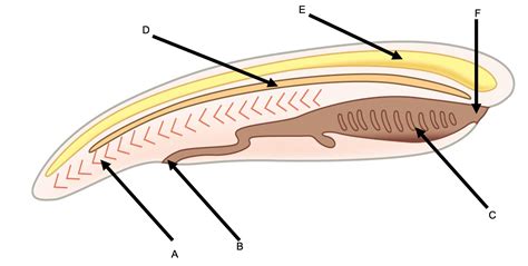 [Solved] a. What are the four defining characteristics of Phylum ...