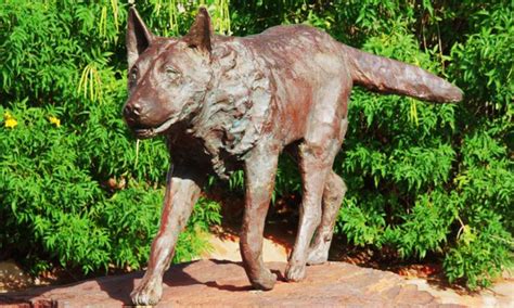 Red Dog Monument - Pilbara | Attraction | JumpOn