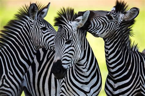 Chapter 12- Zebras — NephJC