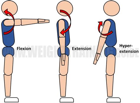 Joint articulations and the three planes of motion - Muscle Activation Guide