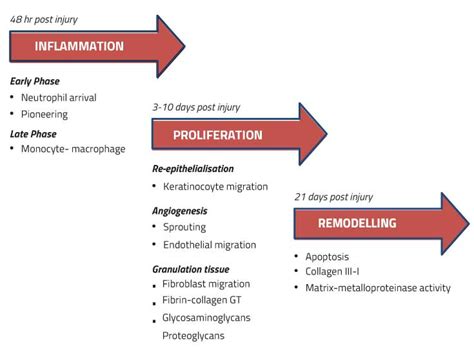 Marrow, Blood and Inflammation | Aspire Medical Innovation