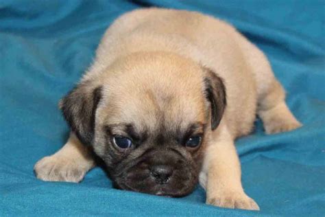 Available Puggle Puppies for sale - PuggleBaby.com