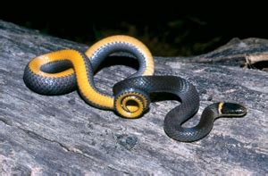 Ringneck Snake Facts and Pictures | Reptile Fact