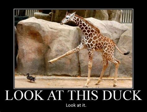 Black and White Fun: Giraffe Funny