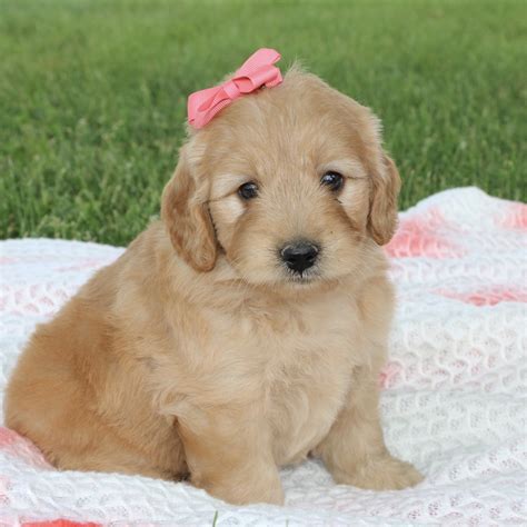 F1 MINI GOLDENDOODLE | FEMALE | ID:0559-AM – Central Park Puppies