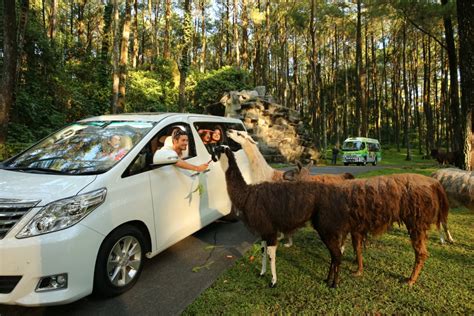 Taman Safari Prigen. Taman Safari Terluas di Indonesia - Yuk Piknik