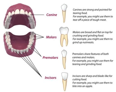 Teeth Names in Human Mouth (Types, Function, Dental treatments, Etc)